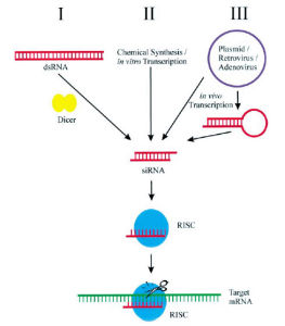 反義RNA