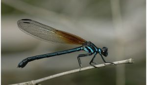 藍斑腹鰓蟌 藍斑腹鰓蟌