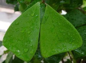 樹葉[樹進行光合作用的部位]