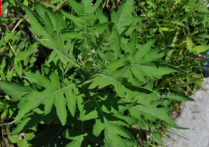 霧靈風毛菊 霧靈風毛菊