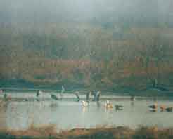 團泊鳥類保護區 團泊鳥類保護區