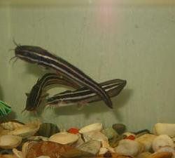 中華海鮎 中華海鮎