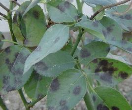 月季葉枯病 月季葉枯病