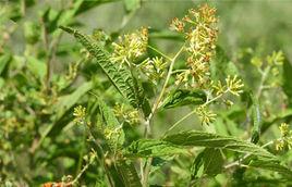 雙花千里光 雙花千里光