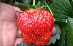 欣然草莓採摘基地 欣然草莓採摘基地