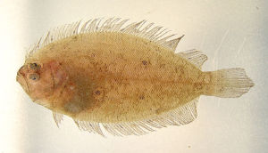 五眼斑鮃 五眼斑鮃