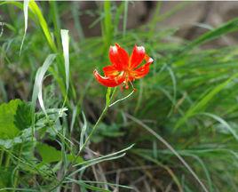 山丹[百合科百合屬植物]