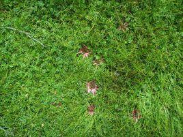 棕色曲尾蘚 棕色曲尾蘚