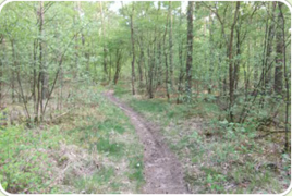 逃出迷失森林 逃出迷失森林