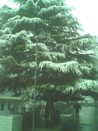 挺拔的雪松，象徵著堯山人堅毅不拔的品質。