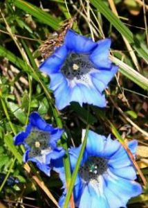 異蕊龍膽 異蕊龍膽