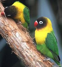 黃領牡丹鸚鵡