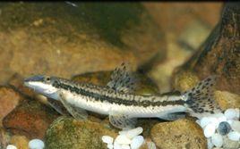 縱紋原纓口鰍 縱紋原纓口鰍