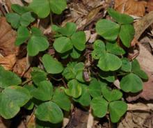 三葉銅錢草