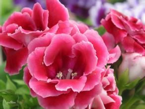 偏瓣花屬 偏瓣花屬