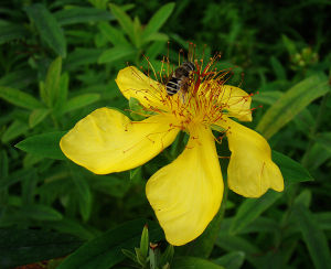 《金絲蝴蝶》 《金絲蝴蝶》