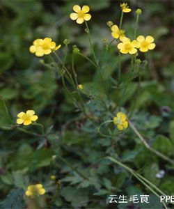 雲生毛茛