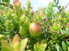 小紅莓[一種生長在矮藤上的小圓水果]