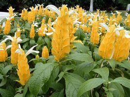 纖細苞茅 纖細苞茅