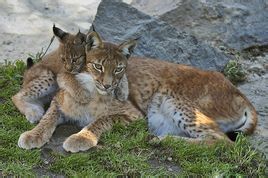 猞猁阿穆爾亞種