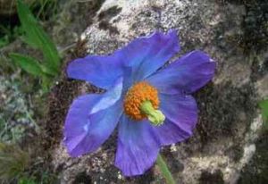 紫花疆罌粟 紫花疆罌粟