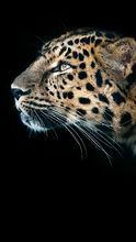 Leopard[動物 - Leopard 豹]
