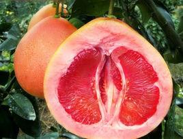 大三紅蜜柚 大三紅蜜柚