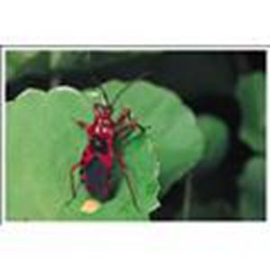 二色赤獵椿象 二色赤獵椿象