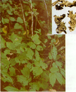 興安升麻 興安升麻