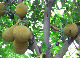 五華禾梨 五華禾梨