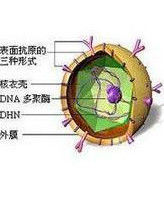 B型肝炎病毒