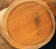 白花崖豆木 白花崖豆木