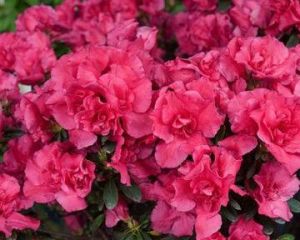 四季杜鵑 四季杜鵑