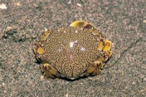 面具擬蛙蟹 面具擬蛙蟹