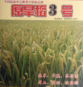 原旱稻3號 原旱稻3號