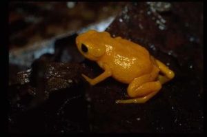 短頭蟾科 短頭蟾科