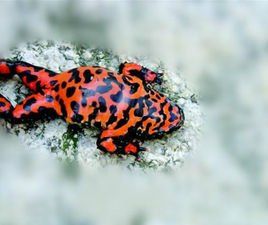 莽牯朱蛤 莽牯朱蛤