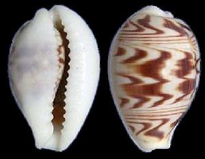 清山水寶螺 清山水寶螺