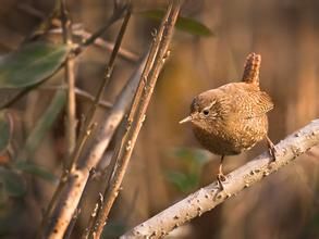林鷦鷯屬 林鷦鷯屬