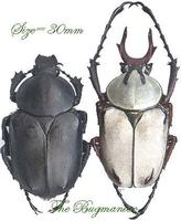 寬頻鹿花金龜 寬頻鹿花金龜