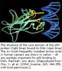 （圖）基因突變致癌