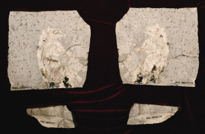 哺乳形巨齒獸的化石