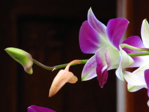 瓊島羊蹄甲 瓊島羊蹄甲