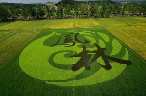 鳳林鎮[浙江省江山市轄鎮]
