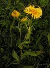 亞洲柳葉旋覆花 亞洲柳葉旋覆花