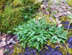皺果風毛菊 皺果風毛菊