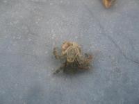 艾氏活額寄居蟹 艾氏活額寄居蟹