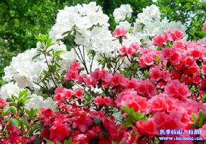 康南杜鵑 康南杜鵑