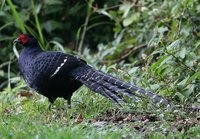 黑長尾雉