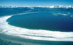 適鹽生物 適鹽生物